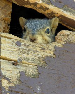 squirrels-in-attic